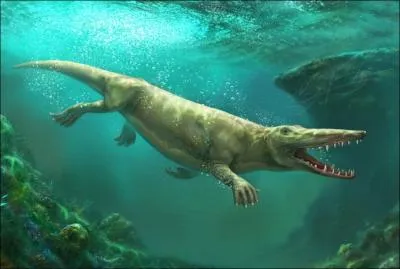 L'Ambulocetus est l'anctre des baleines, malgr son apparence de crocodile de 3 m de long. De la nage de quel animal actuel s'inspirent les chercheurs pour imaginer sa propre faon de nager ?