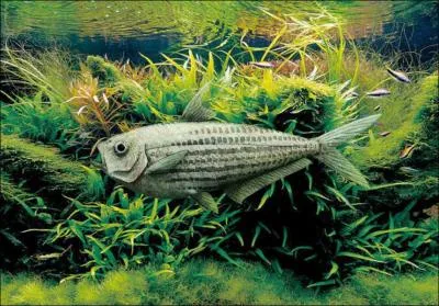 Dans quel milieu vivait le Knightia ? C'est un poisson de 25 cm retrouvé aux États-Unis.