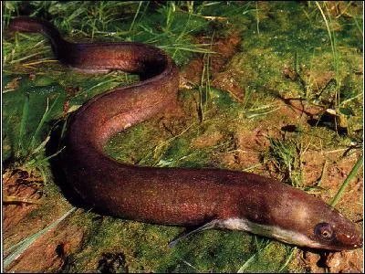 Quand sont apparues les premires anguilles ?