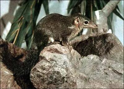 Le Plesiadapis est un petit animal de 18 cm, retrouv dans pratiquement tout l'hmisphre nord. De quelle classe est-il ?