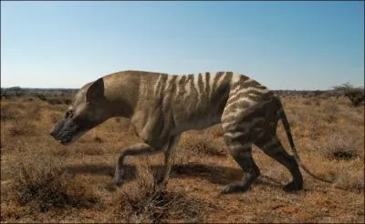 Le Hyaenodon est un carnivore dont la taille pouvait aller du renard au tigre. Il appartient  la famille des Hyaenodontidae :