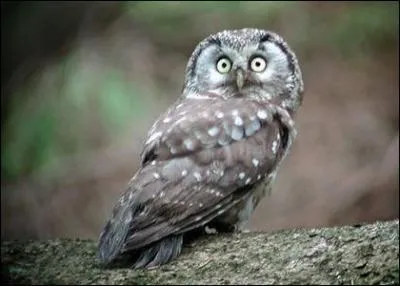La  Nuit de la chouette  est organise en France depuis 1995. En 2011 un autre pays participe galement  cette manifestation. Lequel ?