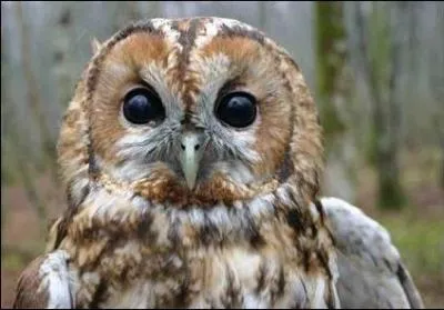 Qui a chant :  T'es chouette, avec tes pantalons fuseaux qui revtent  peine ta peau, t'es chouette...   ?