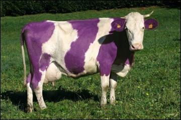 Quelle marque de chocolat se cache derrire cette vache aux nuances de violet ?