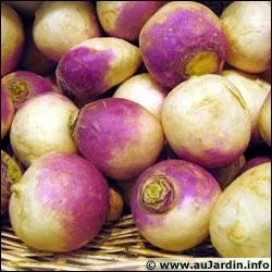 Quel est ce lgume au collier violet ?