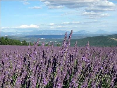 Que voyez-vous sur cette image ?