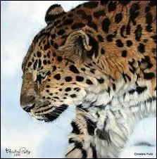 Laquelle de ces panthres existe-t-elle ?