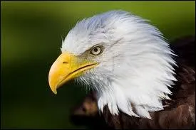Je suis un grand rapace, je reprsente l'Amrique et j'ai la tte blanche. Qui suis-je ?