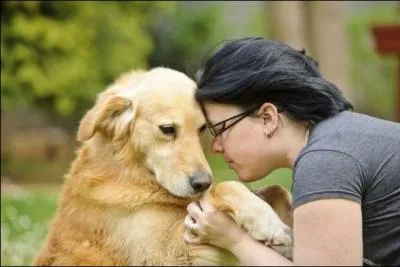 Je deviens petit  petit un animal de compagnie et non de rente :