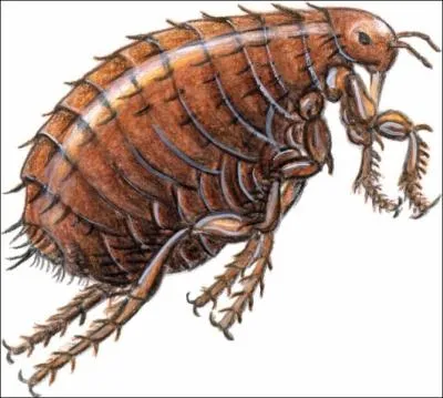 Petite mais costaude la puce, elle peut sauter ... ... ... . . fois sa taille.