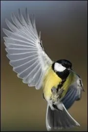 Laquelle de ces msanges n'existe-t-elle pas ?