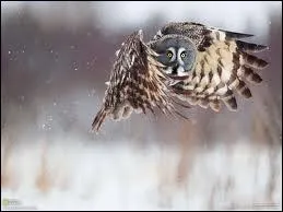 La chouette et le hibou ont un vol silencieux grce :