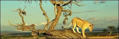 Et oui, en Afrique on me monte :