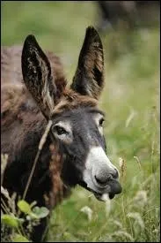 L'ne est ... ... ... ... intelligent que le cheval.