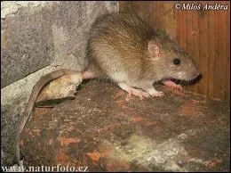 A Paris il y a environ ... . rat(s) par habitant.