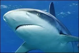 Je suis le plus grand requin de tous les temps. Qui suis-je ?