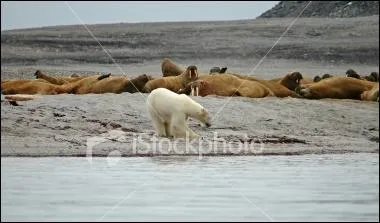 Quand l'ours s'attaque-t-il aux morses ?