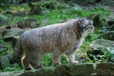 Mon autre nom est le chat de Pallas, je suis ...