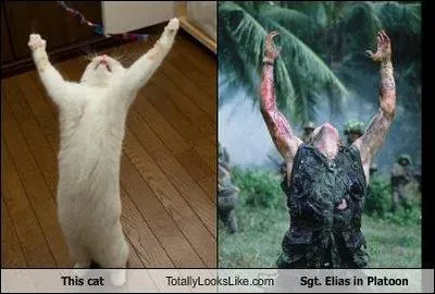 Quel mimtisme ces chats. Qui a ralis le film Platoon ?
