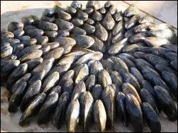 L'  clade , prparation typique de moules, est une spcialit...