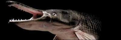 Il vit dans le Sud des Etats-Unis, en particulier au Texas !