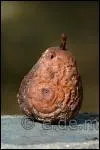Quel est ce fruit bien pourri ?