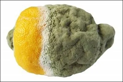Quel est ce fruit bien pourri ?
