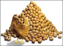 Que sont les  oeufs Brayon  ?