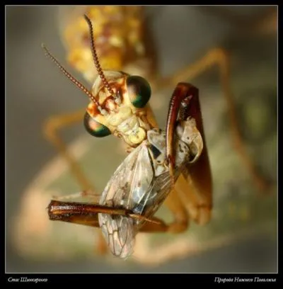 C'est sa particularit !