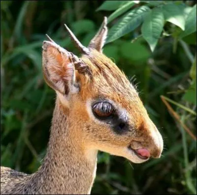 Ca lui permet de mieux se camoufler !