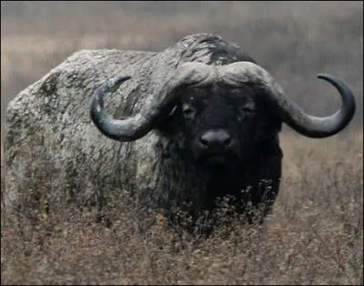 Il en a, a c'est sr !