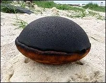 Qu'est-ce qu'un tourteau fromager ?