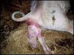 Comment s'appelle l'action quand la vache met bas ?
