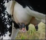 Combien de pis une vache possde-t-elle ?