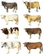 Quiz Vaches