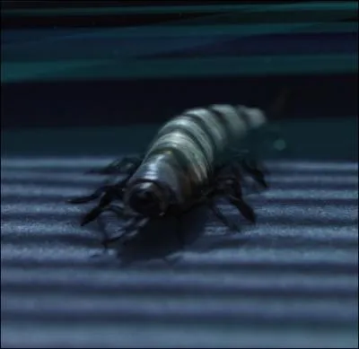 Quels insectes arthropodes venimeux tentrent de tuer Padm pendant son sommeil ?