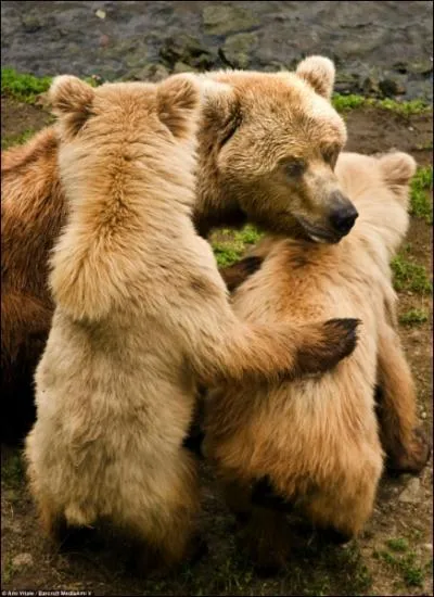 Une mre et ses petits choisit toujours la meilleure place pour pcher le saumon, celle o il y en a le plus !
