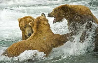Certains grizzlis se sont spcialiss dans le vol des saumons de leurs congnres !
