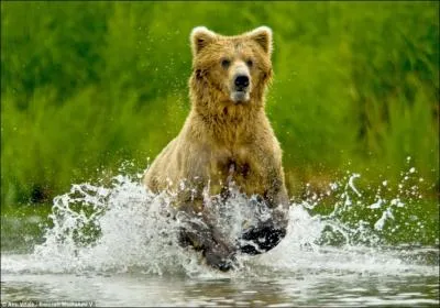 Le grizzli repre le saumon  la vue !