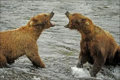 Le grizzli ne court pas aussi vite qu'un homme !