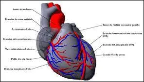 Le cur est form de deux cavits.