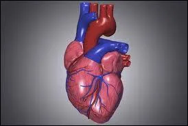 Combien de fois le cur bat-il en 1 heure ?