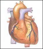 Quel est le rle de la partie gauche du cur ?