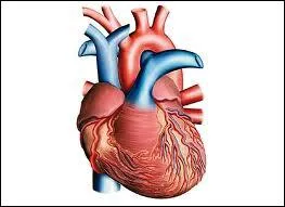 Quel organe compare-t-on  une pompe ?