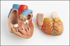 Le cur d'un adulte bat plus vite que celui d'un enfant.