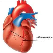 La veine pulmonaire amne le sang au cur ?
