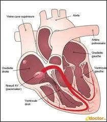 Dans le cur, le sang passe dans les oreillettes puis dans les ventricules.