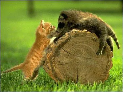 Ils jouent  chat-perch !