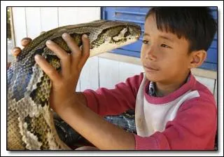 On ne le trouve pas en Amrique du Sud !