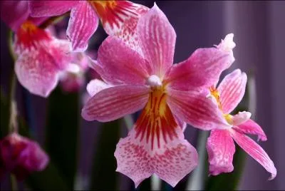 Quel insecte peut ressembler  une orchide ?